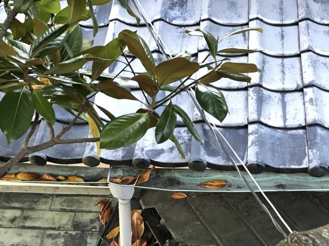 雨樋が詰まってしまうとどうなる??【浜松市の屋根リフォームのご相談は当店へ】 画像