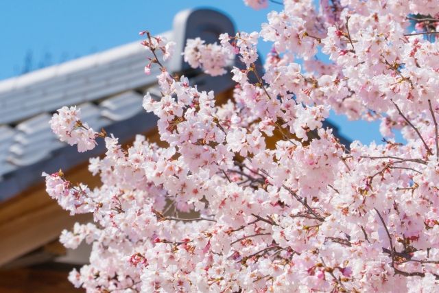 🌸【2026年】浜松市の桜の開花予想は？🌸 画像