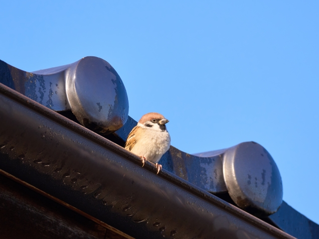 【新生活】中古住宅を購入した方必見！入居前に済ませたい「屋根・雨樋」の健康診断｜静岡県浜松市の屋根修理専門店 画像