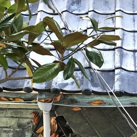 雨樋について①【浜松市の屋根のメンテナンスは当店へお任せください】 アイキャッチ画像