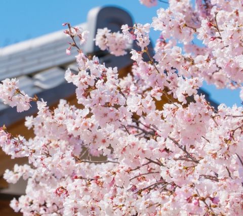🌸【2026年】浜松市の桜の開花予想は？🌸 アイキャッチ画像